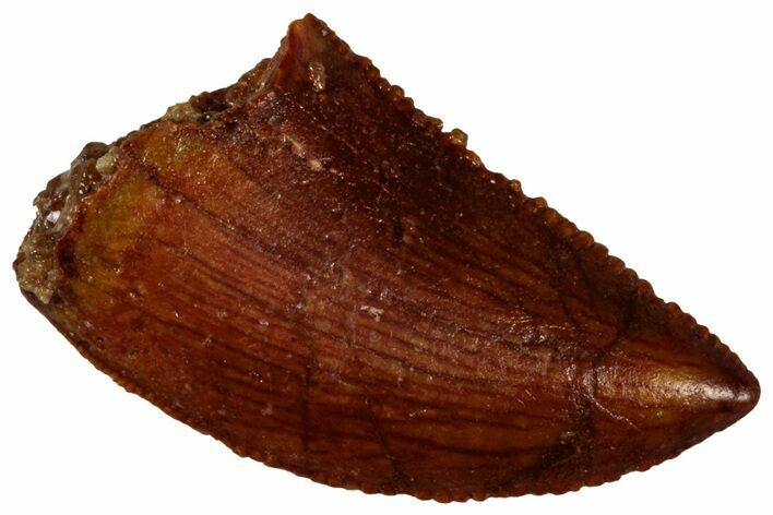 Serrated Raptor Tooth - Real Dinosaur Tooth #300883